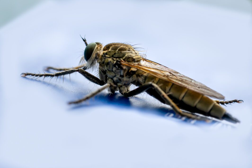 Sand-Raubfliege (Philonicus albiceps)