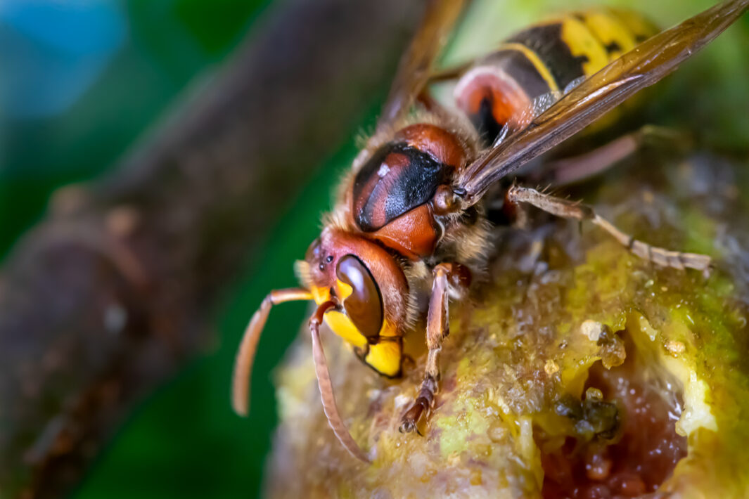 Hornisse (Vespa crabro)