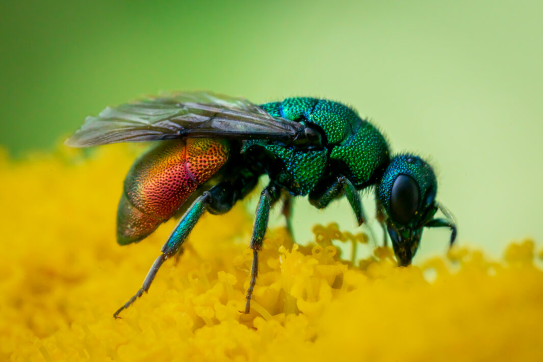 Gemeine Goldwespe (Chrysis ignita)