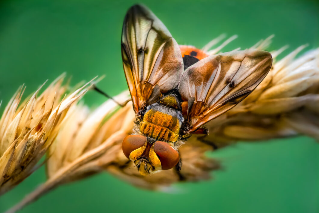 Breitflügelige Raupenfliege (Ectophasia crassipennis)