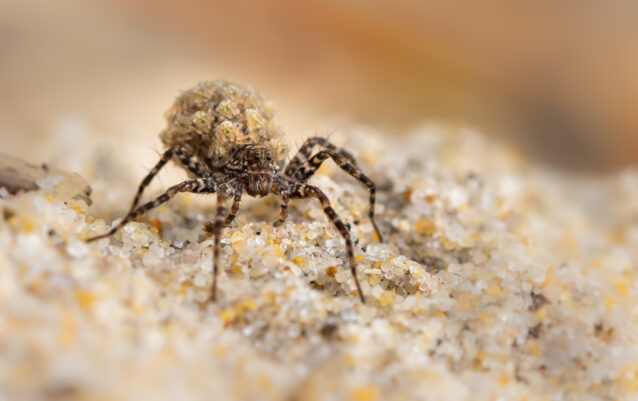 weibliche Wolfsspinne mit Kindern (Lycosidae)