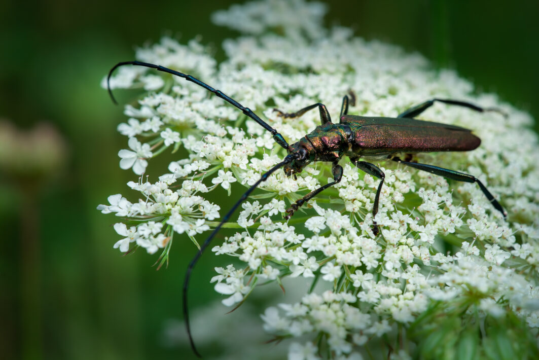 Moschusbock (Aromia moschata)