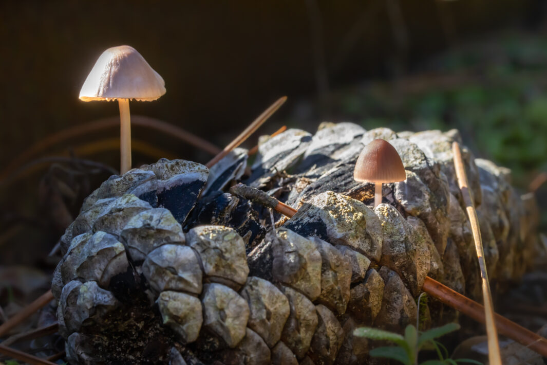 Kiefernzapfenhelmling (Mycena seynii)