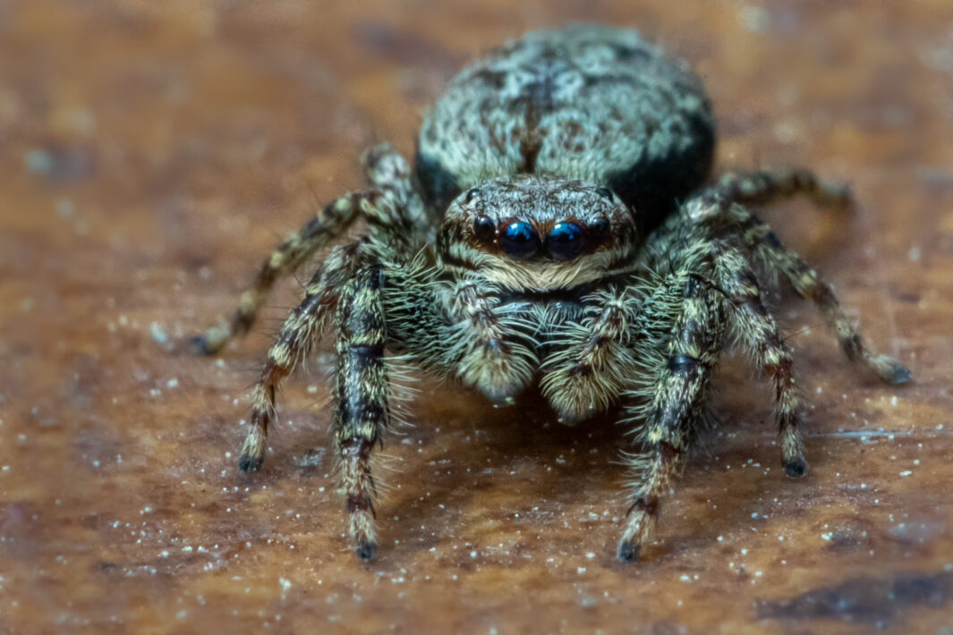 Rindenspringspinne (Marpissa muscosa)