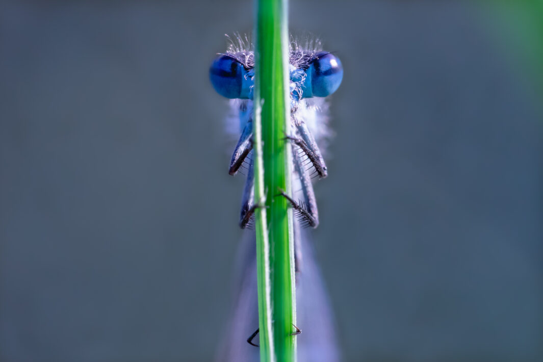 Hufeisen-Azurjungfer