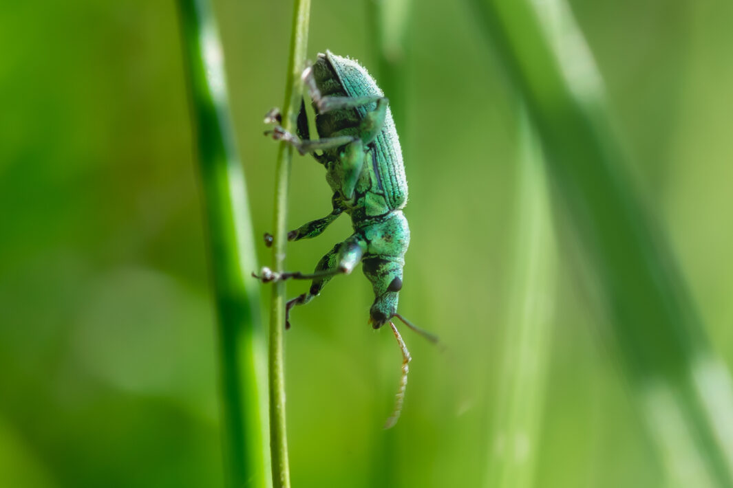 Grünrüssler (Gattung Phyllobius oder Polydrusus)
