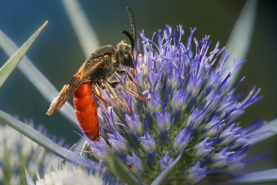 Große Blutbiene Männchen
