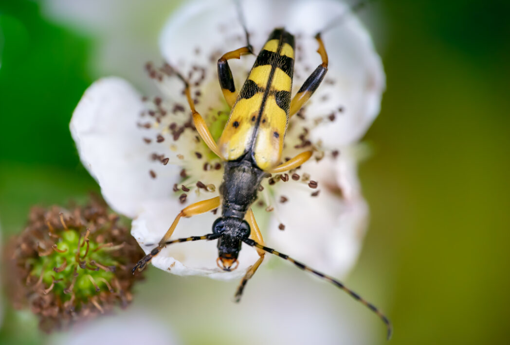 Gefleckten Schmalbock (Rutpela maculata)