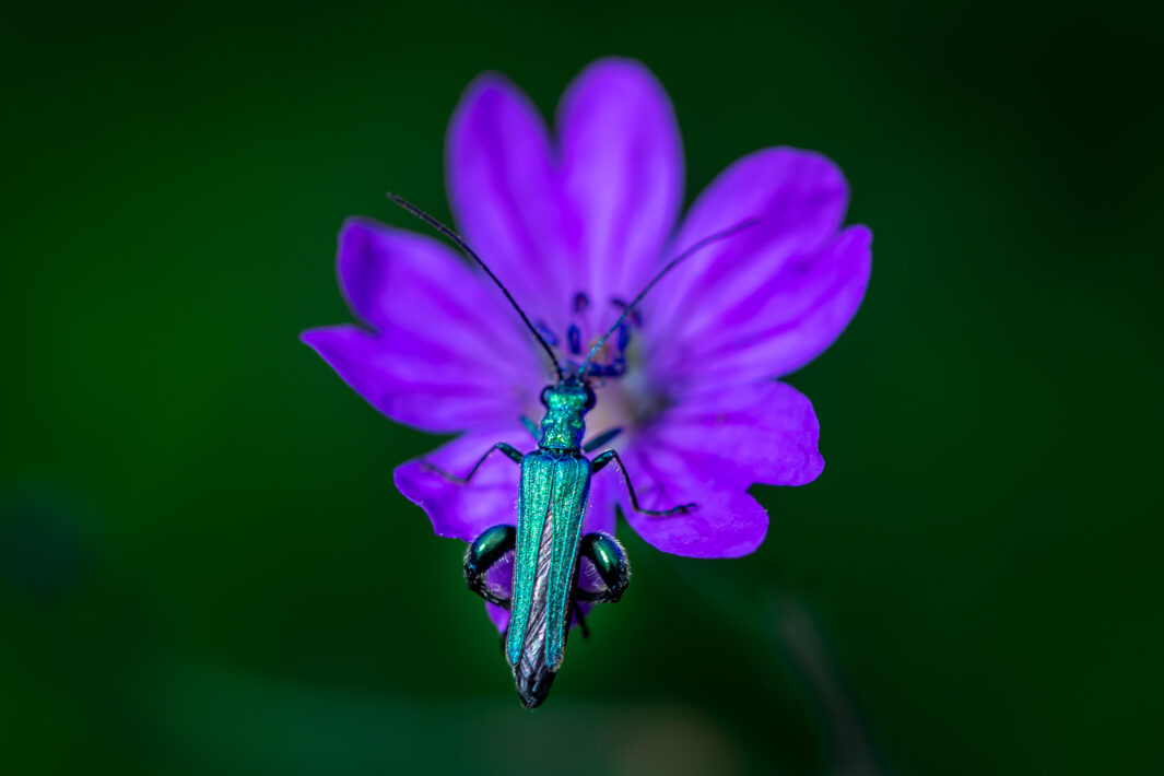 Grüner Scheinbockkäfer (Oedemera nobilis)