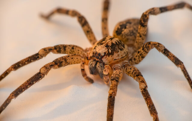 Kräuseljagdspinne oder Nosferatu-Spinne