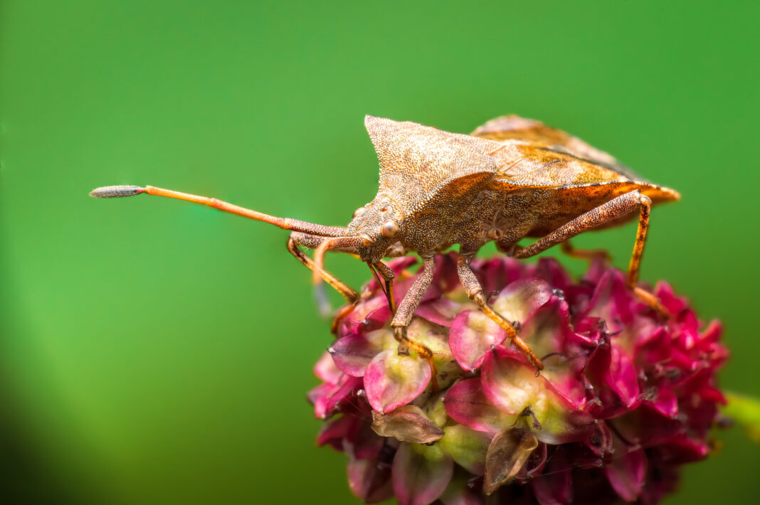 Lederwanze (Coreus marginatus)