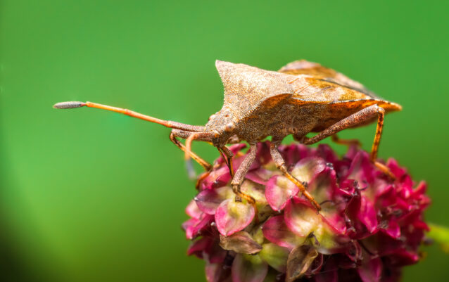 Lederwanze (Coreus marginatus)