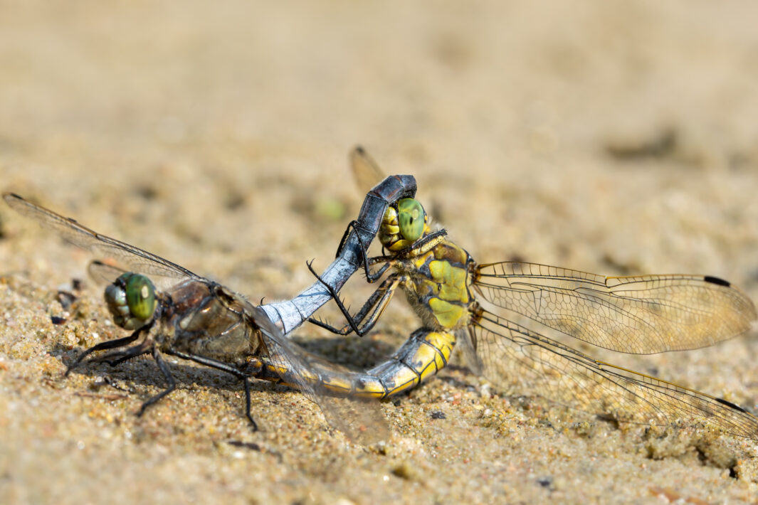 Arterhaltung vom großen Blaupfeil