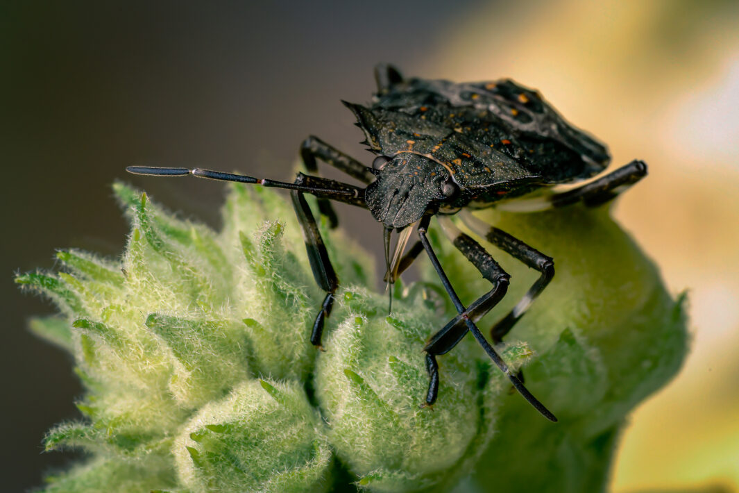 Marmorierte Baumwanze (Halyomorpha halys)