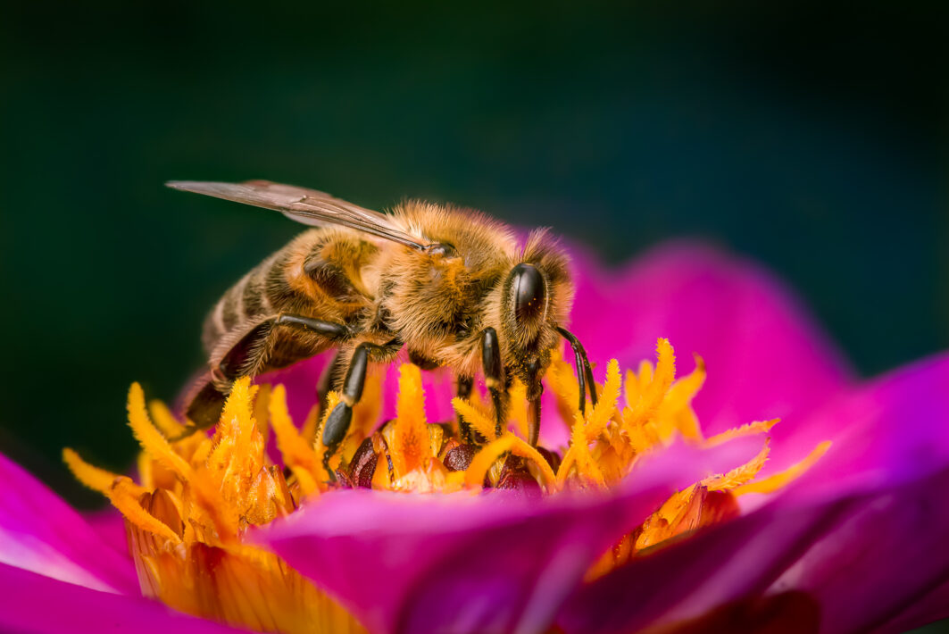 Westliche Honigbiene