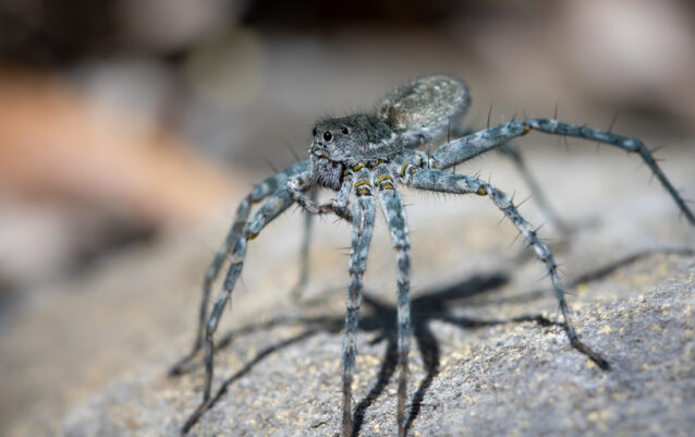 Kieslaufwolf (Pardosa wagleri), Weibchen
