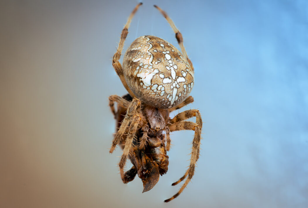 Gartenkreuzspinne (Araneus diadematus)