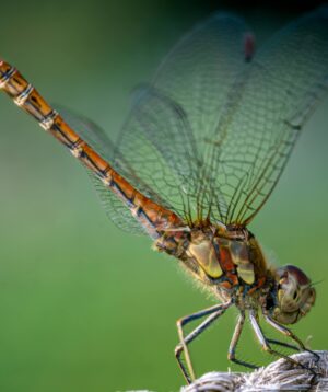 Große Heidelibelle, Männchen